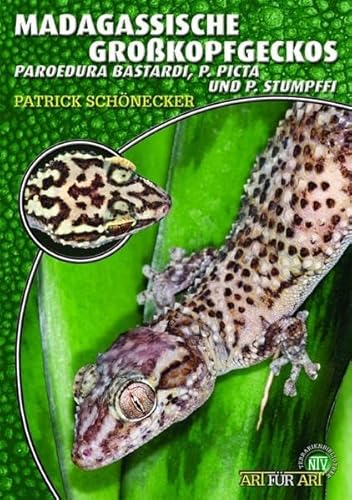 Madagassische Großkopfgeckos: Paroedura bastardi, Paroedura picta und Paroedura stumpffi (Buchreihe Art für Art Terraristik)
