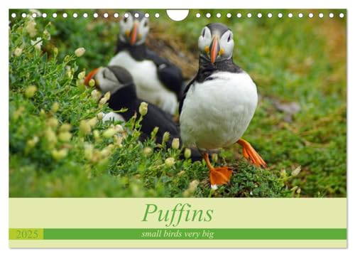 Puffins - small birds very big (Wall Calendar 2025 DIN A4 landscape), CALVENDO 12 Month Wall Calendar: The calendar shows photos of the cute puffins from the island Skellig Michael in Ireland. von Calvendo