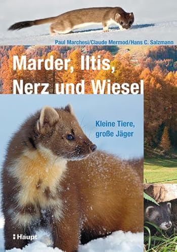 Marder, Iltis, Nerz und Wiesel: Kleine Tiere, große Jäger von Haupt Verlag AG