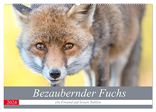 Bezaubernder Fuchs - ein Freund auf leisen Sohlen (Wandkalender 2024 DIN A2 quer), CALVENDO Monatskalender