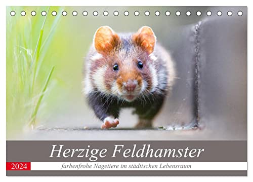 Herzige Feldhamster - farbenfrohe Nagetiere im städtischen Lebensraum (Tischkalender 2024 DIN A5 quer), CALVENDO Monatskalender