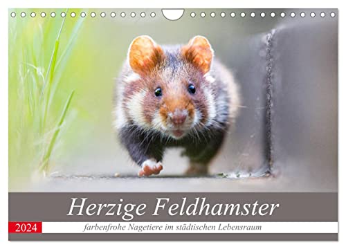Herzige Feldhamster - farbenfrohe Nagetiere im städtischen Lebensraum (Wandkalender 2024 DIN A4 quer), CALVENDO Monatskalender