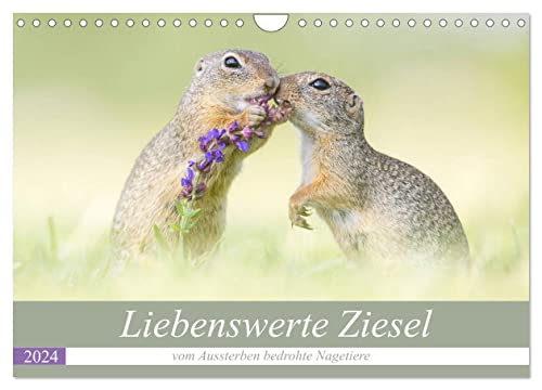 Liebenswerte Ziesel - vom Aussterben bedrohte Nagetiere (Wandkalender 2024 DIN A4 quer), CALVENDO Monatskalender von CALVENDO