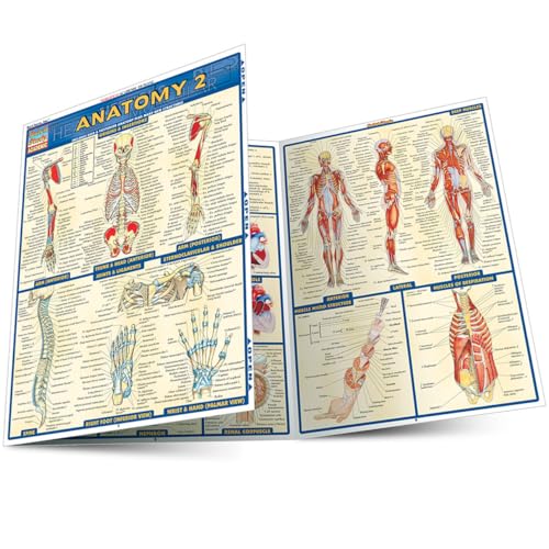 Anatomy 2 - Reference Guide (8.5 X 11): A Quickstudy Reference Tool (Quick Study Academic)