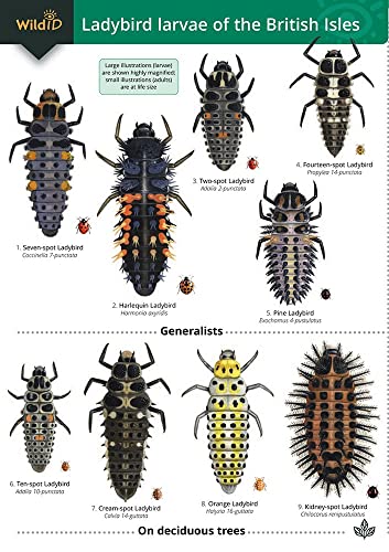 Guide to the Ladybird Larvae of the British Isles von Field Studies Council