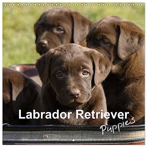 Labrador Retriever Puppies (Wandkalender 2024 30x30 cm 30x60 cm geöffnet) CALVENDO Broschürenkalender mit Monatskalendarium zum Eintragen