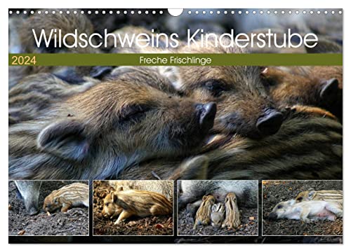 Wildschweins Kinderstube - Freche Frischlinge (Wandkalender 2024 DIN A3 quer), CALVENDO Monatskalender