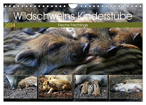 Wildschweins Kinderstube - Freche Frischlinge (Wandkalender 2024 DIN A4 quer), CALVENDO Monatskalender