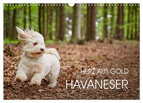 Havaneser - Herz aus Gold (Wandkalender 2025 DIN A3 quer), CALVENDO Monatskalender