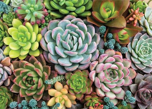 Succulent Garden Jigsaw Puzzle: 1,000 Pieces