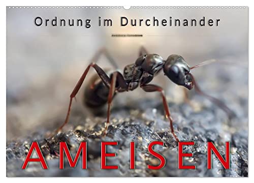 Ameisen - Ordnung im Durcheinander (Wandkalender 2024 DIN A2 quer), CALVENDO Monatskalender