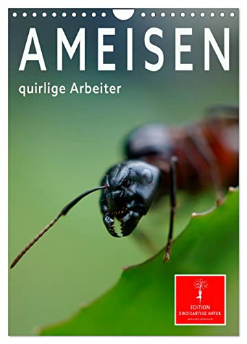 Ameisen quirlige Arbeiter (Wandkalender 2024 DIN A4 hoch), CALVENDO Monatskalender