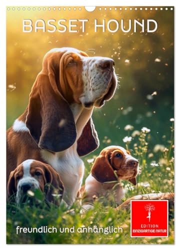 Basset Hound - freundlich und anhänglich (Wandkalender 2025 DIN A3 hoch), CALVENDO Monatskalender von CALVENDO