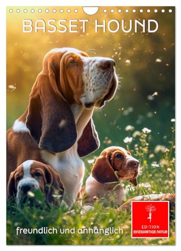 Basset Hound - freundlich und anhänglich (Wandkalender 2025 DIN A4 hoch), CALVENDO Monatskalender