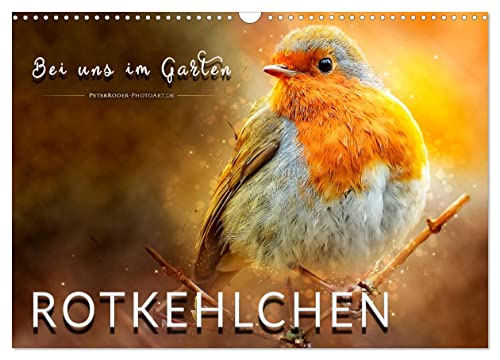 Bei uns im Garten - Rotkehlchen (Wandkalender 2024 DIN A3 quer), CALVENDO Monatskalender