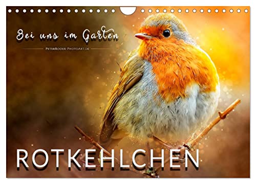 Bei uns im Garten - Rotkehlchen (Wandkalender 2024 DIN A4 quer), CALVENDO Monatskalender