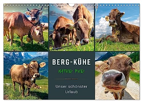 Berg-Kühe, Natur pur - unser schönster Urlaub (Wandkalender 2024 DIN A3 quer), CALVENDO Monatskalender von CALVENDO