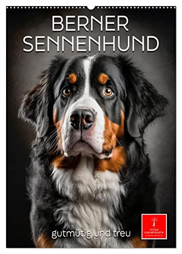 Berner Sennenhund - gutmütig und treu (Wandkalender 2024 DIN A2 hoch), CALVENDO Monatskalender