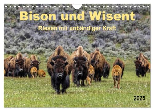 Bison und Wisent - Riesen mit unbändiger Kraft (Wandkalender 2025 DIN A4 quer), CALVENDO Monatskalender