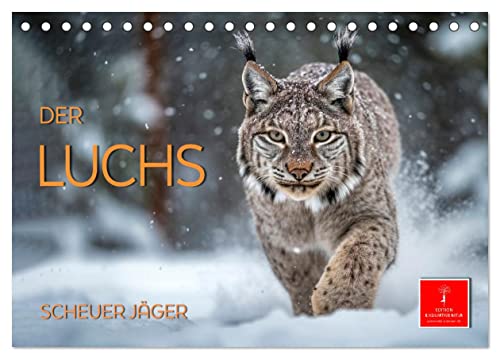 Der Luchs - scheuer Jäger (Tischkalender 2024 DIN A5 quer), CALVENDO Monatskalender