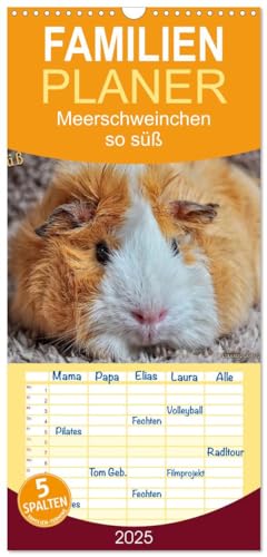 Familienplaner 2025 - Meerschweinchen - so süß mit 5 Spalten (Wandkalender, 21 cm x 45 cm), CALVENDO von CALVENDO