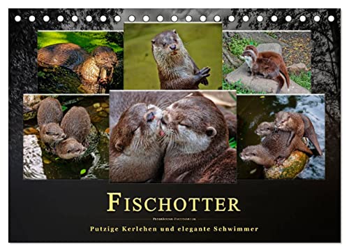 Fischotter - putzige Kerlchen und elegante Schwimmer (Tischkalender 2024 DIN A5 quer), CALVENDO Monatskalender von CALVENDO