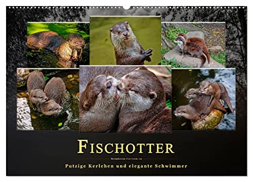 Fischotter - putzige Kerlchen und elegante Schwimmer (Wandkalender 2024 DIN A2 quer), CALVENDO Monatskalender