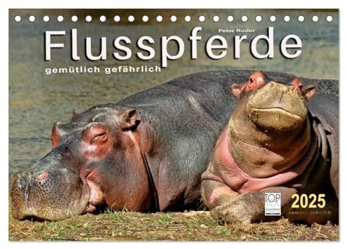 Flusspferde - gemütlich gefährlich (Tischkalender 2025 DIN A5 quer), CALVENDO Monatskalender