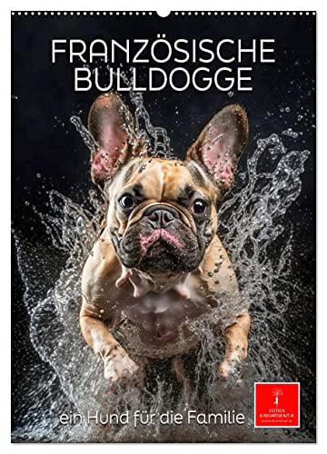 Französische Bulldogge - ein Hund für die Familie (Wandkalender 2024 DIN A2 hoch), CALVENDO Monatskalender