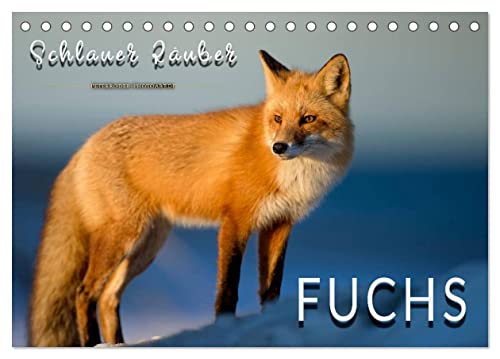 Fuchs - schlauer Räuber (Tischkalender 2024 DIN A5 quer), CALVENDO Monatskalender von CALVENDO