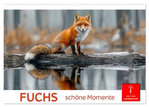 Fuchs - schöne Momente (Wandkalender 2025 DIN A2 quer), CALVENDO Monatskalender von CALVENDO