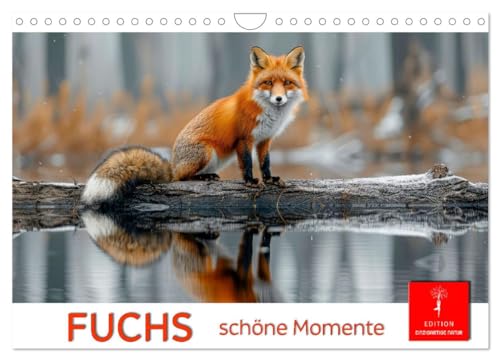 Fuchs - schöne Momente (Wandkalender 2025 DIN A4 quer), CALVENDO Monatskalender