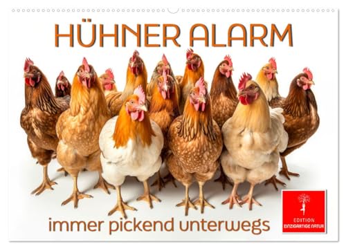 Hühner Alarm (Wandkalender 2025 DIN A2 quer), CALVENDO Monatskalender von CALVENDO