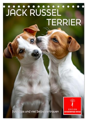 Jack Russel Terrier - furchtlos und viel Selbstvertrauen (Tischkalender 2025 DIN A5 hoch), CALVENDO Monatskalender