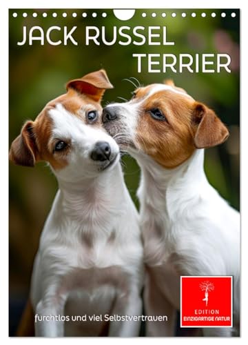 Jack Russel Terrier - furchtlos und viel Selbstvertrauen (Wandkalender 2025 DIN A4 hoch), CALVENDO Monatskalender von CALVENDO