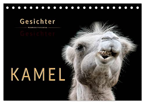 Kamel Gesichter (Tischkalender 2024 DIN A5 quer), CALVENDO Monatskalender von CALVENDO