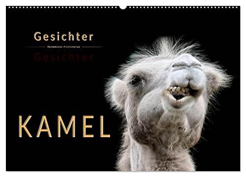 Kamel Gesichter (Wandkalender 2025 DIN A2 quer), CALVENDO Monatskalender von CALVENDO