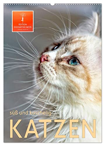 Katzen - süß und kuschelig (Wandkalender 2024 DIN A2 hoch), CALVENDO Monatskalender