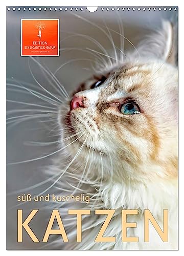 Katzen - süß und kuschelig (Wandkalender 2024 DIN A3 hoch), CALVENDO Monatskalender