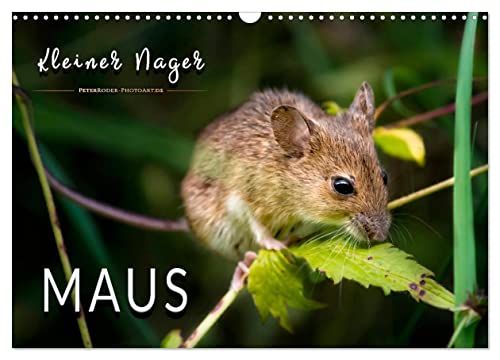 Kleiner Nager - Maus (Wandkalender 2024 DIN A3 quer), CALVENDO Monatskalender