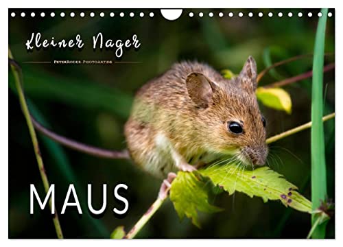 Kleiner Nager - Maus (Wandkalender 2024 DIN A4 quer), CALVENDO Monatskalender