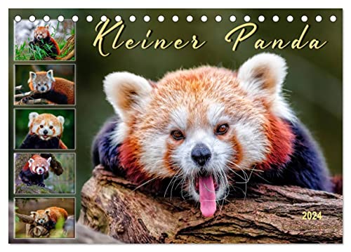 Kleiner Panda (Tischkalender 2024 DIN A5 quer), CALVENDO Monatskalender