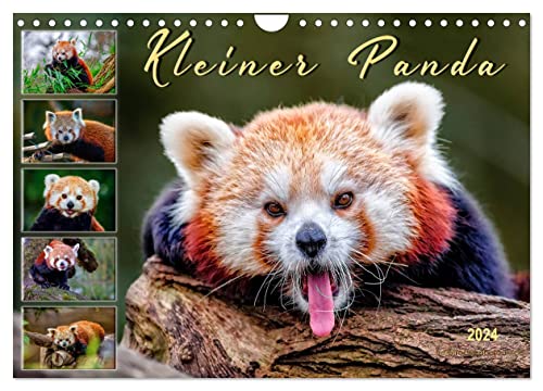 Kleiner Panda (Wandkalender 2024 DIN A4 quer), CALVENDO Monatskalender von CALVENDO