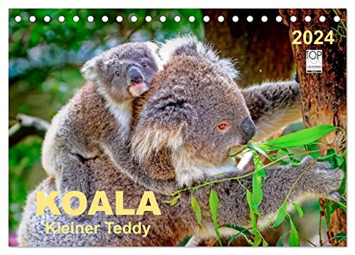 Koala - kleiner Teddy (Tischkalender 2024 DIN A5 quer), CALVENDO Monatskalender von CALVENDO