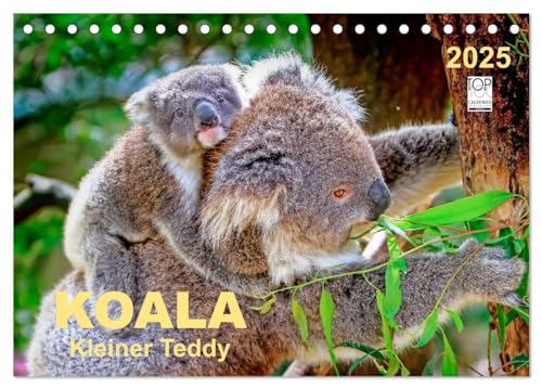 Koala - kleiner Teddy (Tischkalender 2025 DIN A5 quer), CALVENDO Monatskalender
