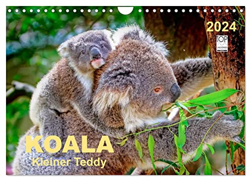 Koala - kleiner Teddy (Wandkalender 2024 DIN A4 quer), CALVENDO Monatskalender von CALVENDO