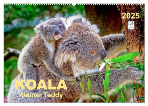 Koala - kleiner Teddy (Wandkalender 2025 DIN A2 quer), CALVENDO Monatskalender
