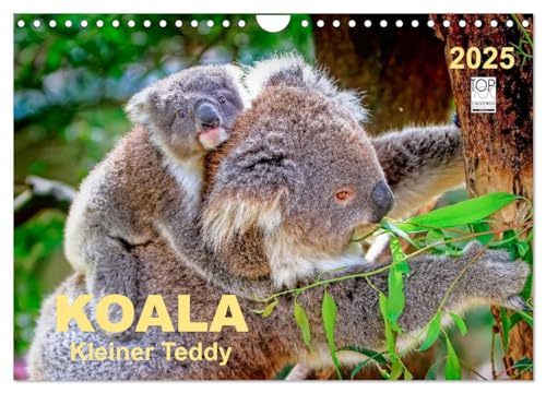 Koala - kleiner Teddy (Wandkalender 2025 DIN A4 quer), CALVENDO Monatskalender: Koalas - süße kleine Teddybären von CALVENDO
