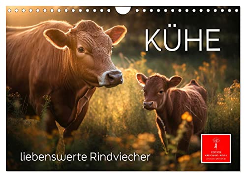 Kühe - liebenswerte Rindviecher (Wandkalender 2024 DIN A4 quer), CALVENDO Monatskalender von CALVENDO