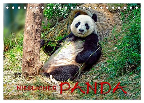Niedlicher Panda (Tischkalender 2024 DIN A5 quer), CALVENDO Monatskalender von CALVENDO